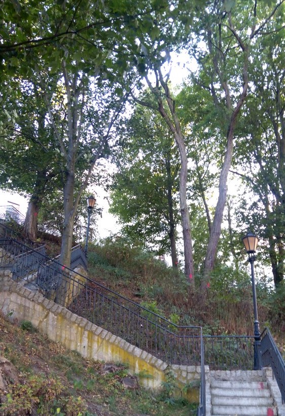 Fotografia drzew przy skarpie zamkowej 14.09.2020