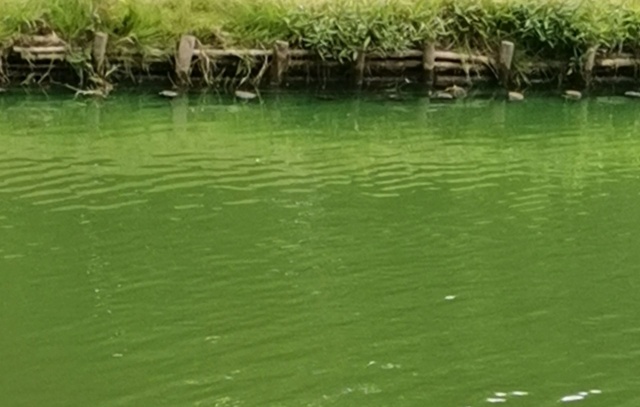 Zielona woda w Rudziance, fot. Słuchaczka, pani Jowita 11.08.2021