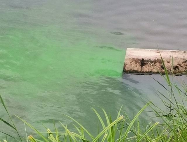 Zielona woda w Rudziance, fot. Słuchaczka, pani Jowita 11.08.2021