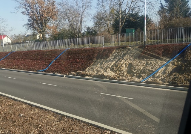 Mata rozchodnikowa na ul. Szafera, fot. Słuchacz, pan Rafał 25.03.2022