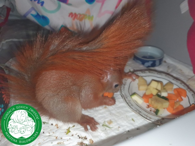 Młode wiewiórki ratowane przez Fundację Dzikich Zwierząt Marzeny Białowolskiej 06.05.2022