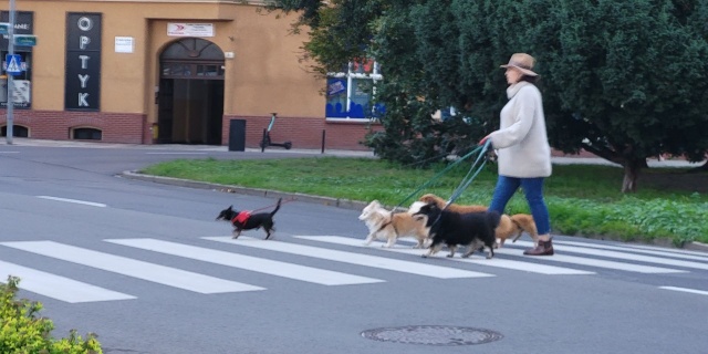 Czy w Szczecinie jest za dużo psów? 12.10.2022