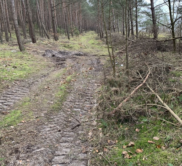 Dukt leśny Świnoujście - Międzyzdroje, fot. www.swinoujscie.pl 20.06.2023