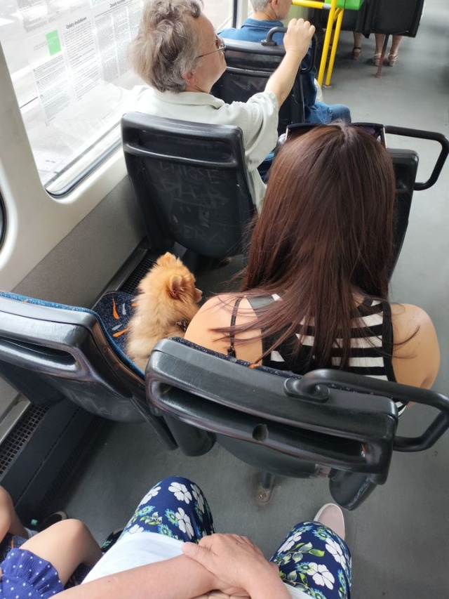 Pies na siedzeniu w tramwaju - fot.Słuchacz 18.07.2024