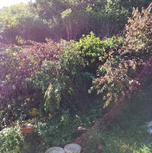 Działka zaśmiecona gałęziami, fot. Słuchaczka, pani Helena 09.09.2025