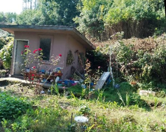 Działka zaśmiecona gałęziami, fot. Słuchaczka, pani Helena 09.09.2025