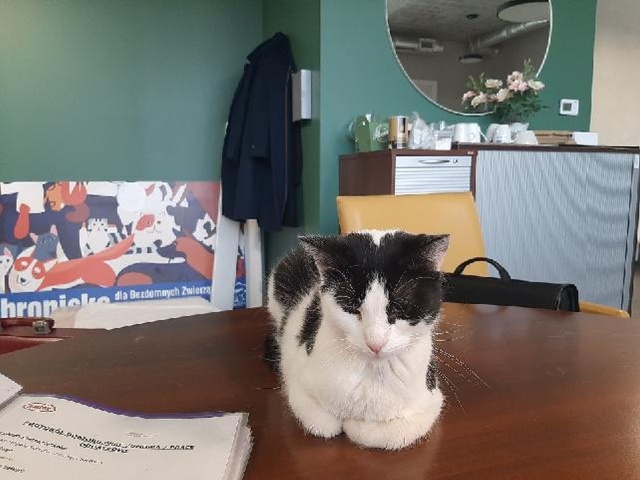 Kotka Czarusia, fot. Ewa Mrugowska 17.02.2026