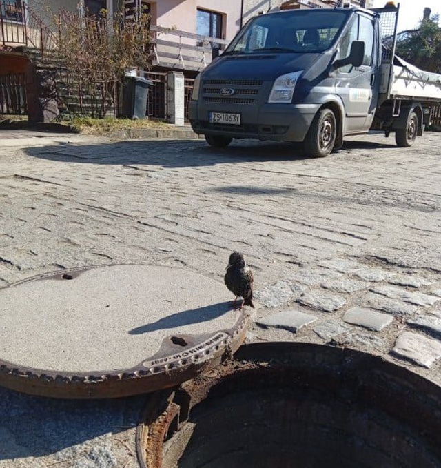 Uratowany ptak, fot. ZWiK Szczecin 05.03.2026