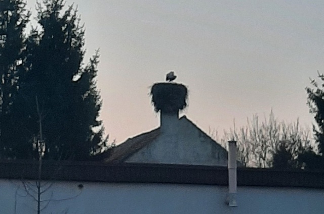 Bocian w Dolicach, fot. Słuchacz, pan Andrzej 10.03.2026