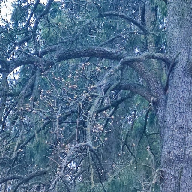 Grusza przy ul.Warcisława - fot.Słuchacz 27.03.2026