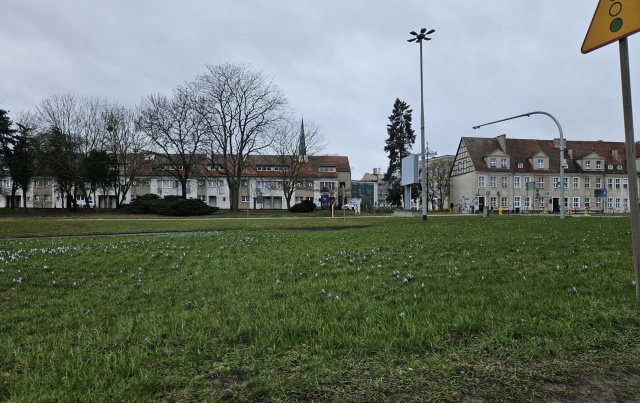 Krokusy przy Trasie Zamkowej - zdjęcie z 30.03.2026 31.03.2026