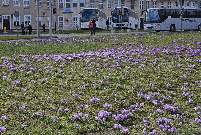 Krokusy przy Trasie Zamkowej - zdjęcie z 16.03.2025 31.03.2026