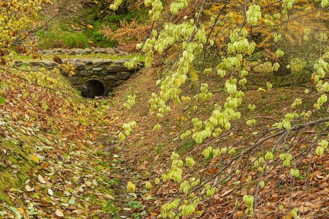 58 Plener Migawki - fot. Zbigniew Jabłoński (3) [27.10.2013] 58. Plener Migawki - Jesień w Ogrodzie Dendrologicznym w Glinnej