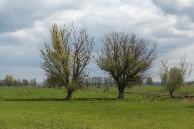 64 Plener Migawki - fot. Regina Nowotarska (8) [27.04.2014] 64. Plener Migawki - Park Natury Zalewu Szczecińskiego