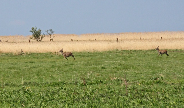 64 Plener Migawki - fot. Bożena Żylińska (2) [27.04.2014] 64. Plener Migawki - Park Natury Zalewu Szczecińskiego