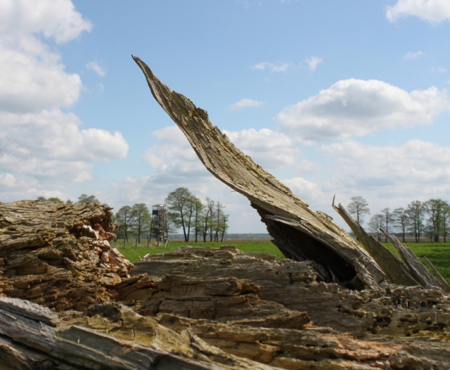 64 Plener Migawki - fot. Bożena Żylińska (3) [27.04.2014] 64. Plener Migawki - Park Natury Zalewu Szczecińskiego