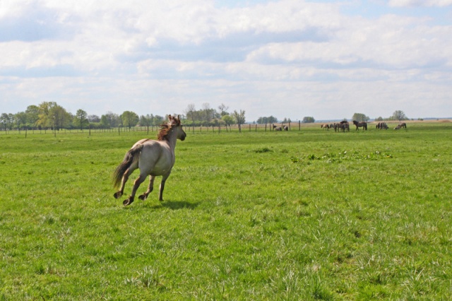 64 Plener Migawki - fot. Bożena Żylińska (4) [27.04.2014] 64. Plener Migawki - Park Natury Zalewu Szczecińskiego