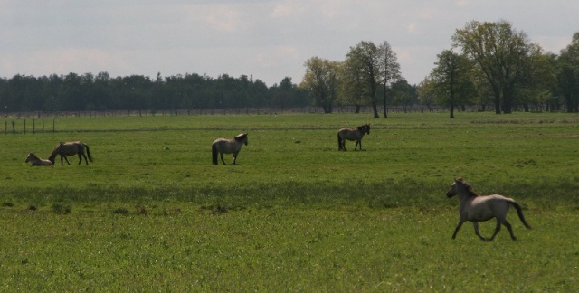 64 Plener Migawki - fot. Eugeniusz Bednarski (7) [27.04.2014] 64. Plener Migawki - Park Natury Zalewu Szczecińskiego