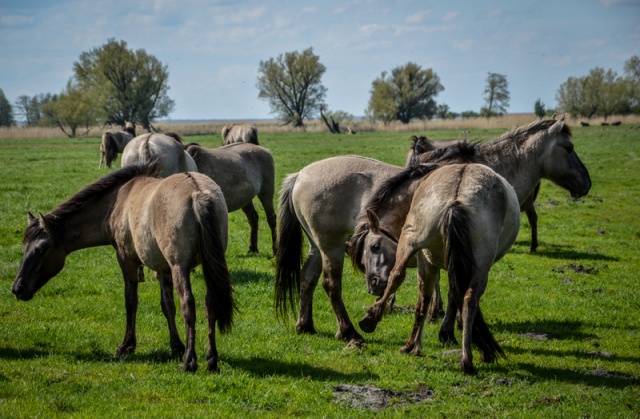 64 Plener Migawki - fot. Andrzej Jastrząb (5) [27.04.2014] 64. Plener Migawki - Park Natury Zalewu Szczecińskiego