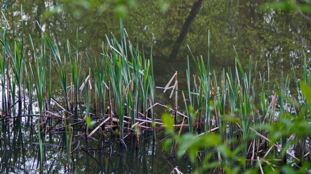 76 Plener Migawki-fot. Erazm Dominiak (3) [03.05.2015] 76. Plener Migawki - "Zielono mi w zielonym Szczecinie"