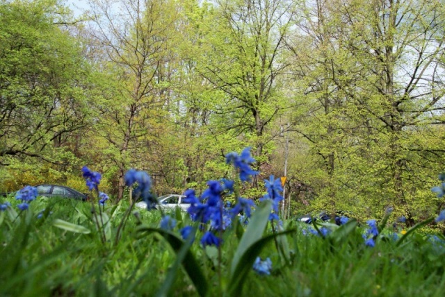 76 Plener Migawki-fot. Jarosław Stachura (1) [03.05.2015] 76. Plener Migawki - "Zielono mi w zielonym Szczecinie"