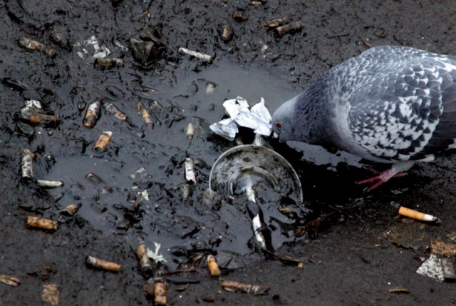 Migawka-Galeria Goscia, fot. Cezary Aszkielowicz, fotoreporter Gazeta Wyborcza (17).JPG [04.10.2008] Galeria Gościa - Cezary Aszkiełowicz, Gazeta Wyborcza Szczecin