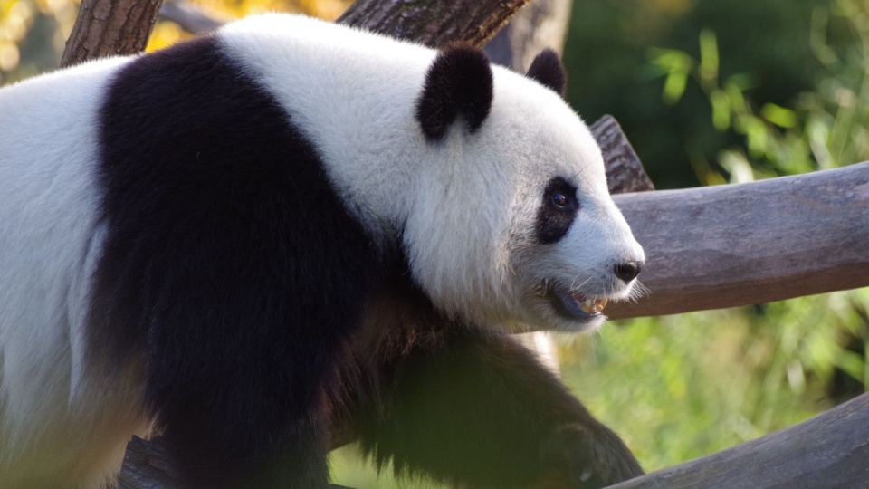 Panda Wielka - gatunek zagrożony wyginięciem. Fot. pixabay.com/pl/photos/panda-wielka-panda-chiny-bambus-3875426/