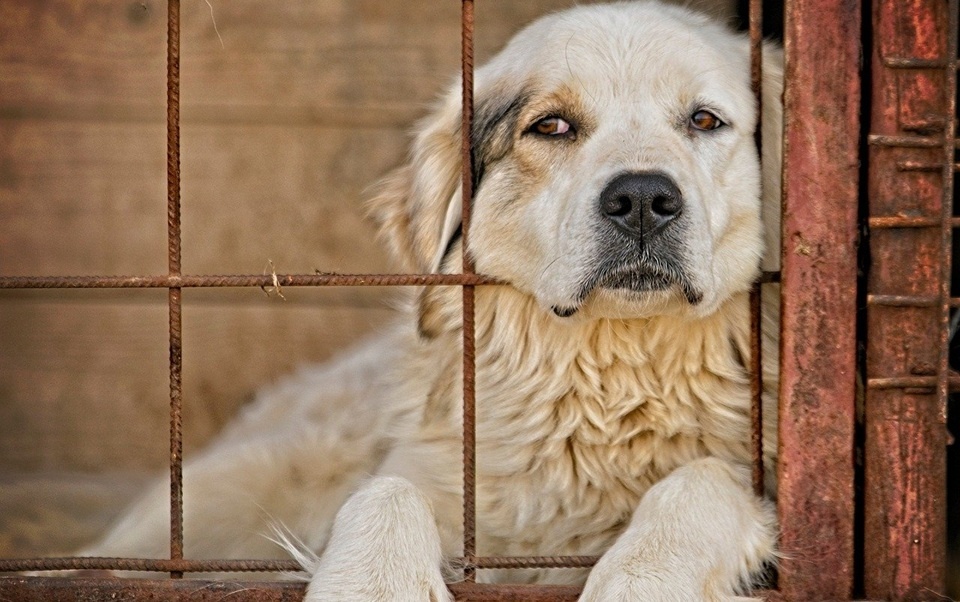 źródło: www.pixabay.com/pl/photos/ Fot. Andras Biro