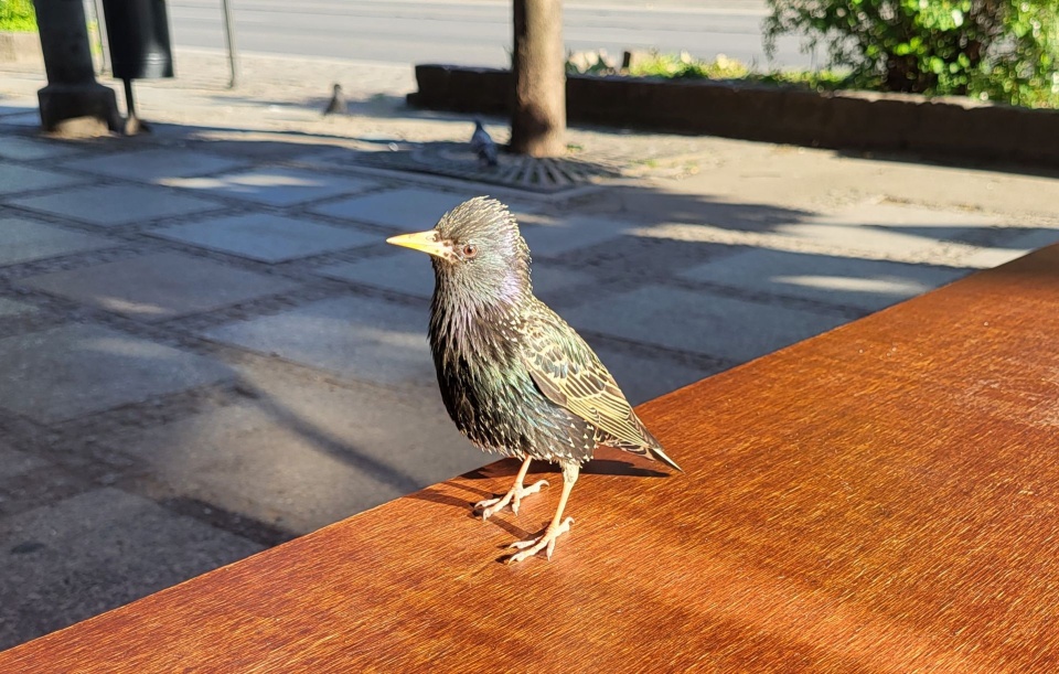 Fot. Sławomir Orlik, PR Szczecin