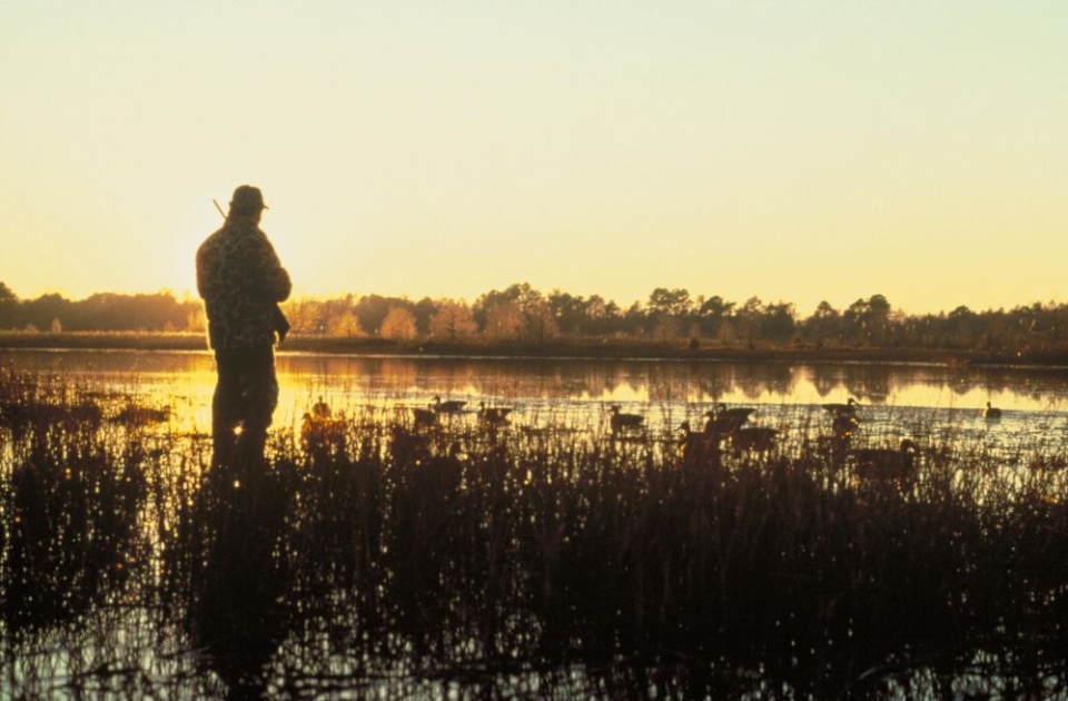 żródło: pixnio.com/Dave Menke, USFWS