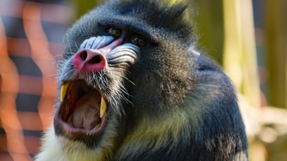 Tierpark Ueckermünde