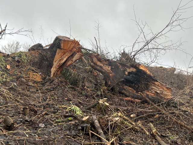  "...w pień" - reportaż Małgorzaty Gwiazdy-Elmerych