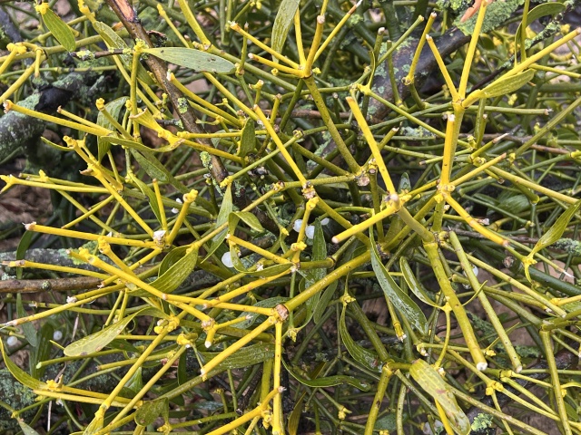  "...w pień" - reportaż Małgorzaty Gwiazdy-Elmerych