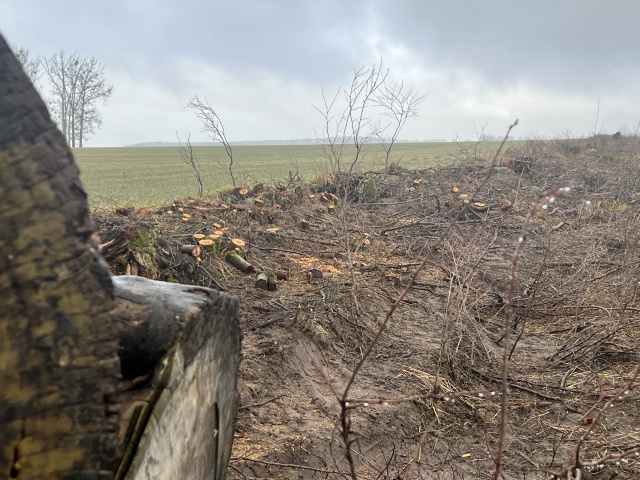  "...w pień" - reportaż Małgorzaty Gwiazdy-Elmerych