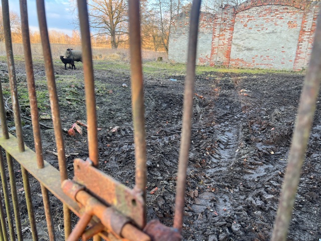 Fot. Małgorzata Gwiazda-Elmerych [Radio Szczecin] "W słowach kilku o tym wilku" - reportaż Małgorzaty Gwiazdy-Elmerych