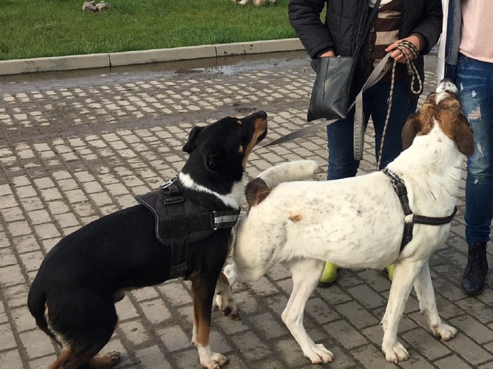 "Seniorzy na czterech łapach"