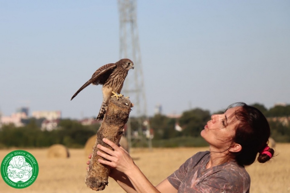 Fundacja Dzikich Zwierząt Marzeny Białowolskiej pomaga w powrocie do wolności