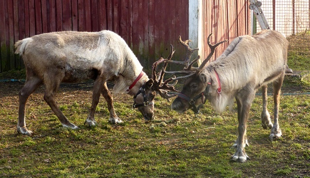  Najbardziej zapracowane zwierzęta w Święta! Rudolf i reszta [WIDEO](26.12.2022)