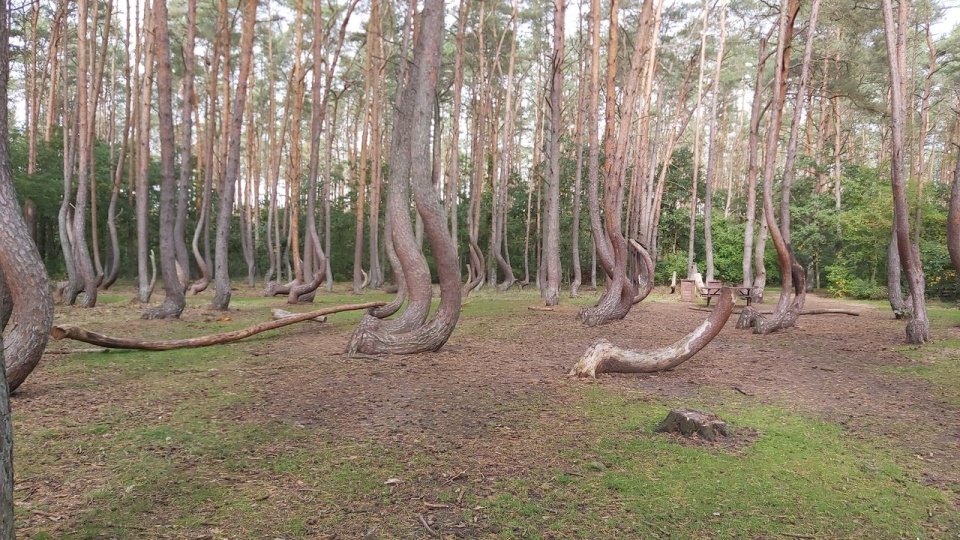 Krzywy las dziś ma 90 lat, ale jaka jest jego przyszłość? (Fot. Małgorzata Frymus)