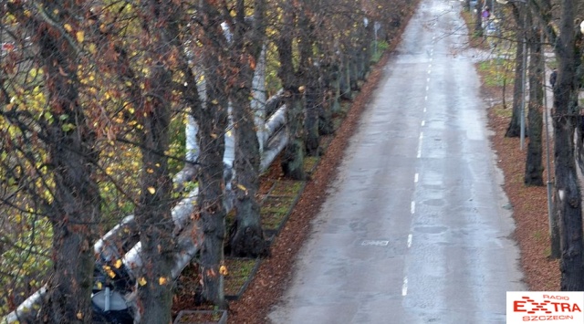 Nie będzie wycinki drzew w Kołobrzegu. Fot. Przemysław Polanin 
