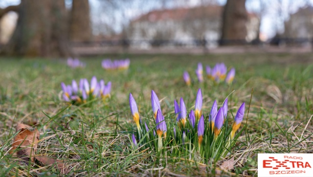 Pierwszy zwiastun wiosny na Jasnych Błoniach. Fot. Robert Stachnik 