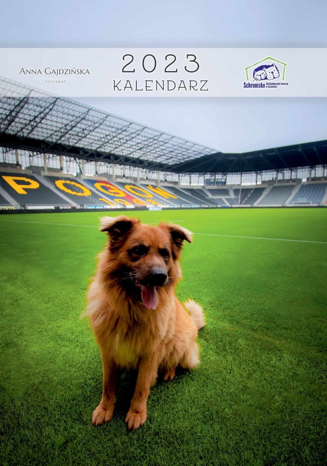 W Schronisku dla Bezdomnych Zwierząt w Szczecinie dostępny jest kolejny schroniskowy kalendarz na rok 2023. Źródło: wiadomosci.szczecin.eu 
