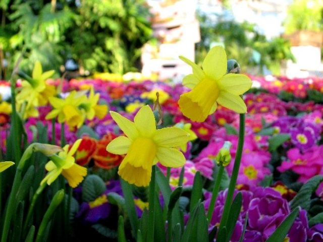 Wiosenna galeria kwiatowa - fot. Łukasz Szełemej 17 