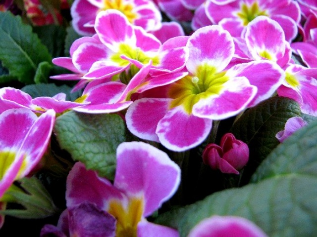 Wiosenna galeria kwiatowa - fot. Łukasz Szełemej 18 