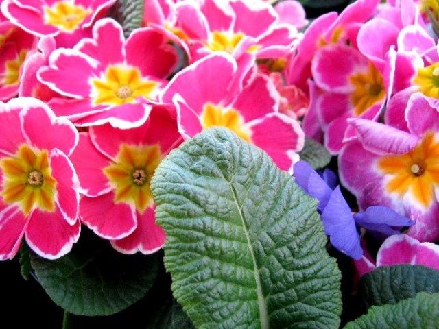 Wiosenna galeria kwiatowa - fot. Łukasz Szełemej 19 