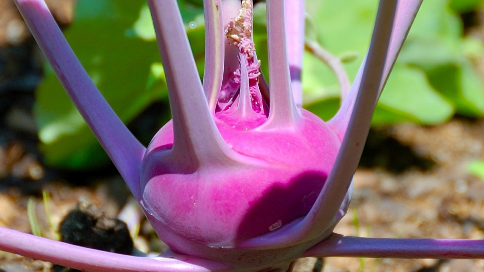 Kalarepa. Fot. www.wikipedia.org / turnip cabbage
