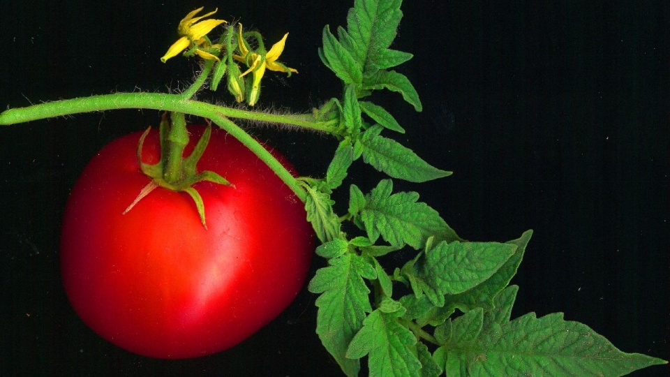 Pomidor. Fot. www.wikipedia.org / Jeekc