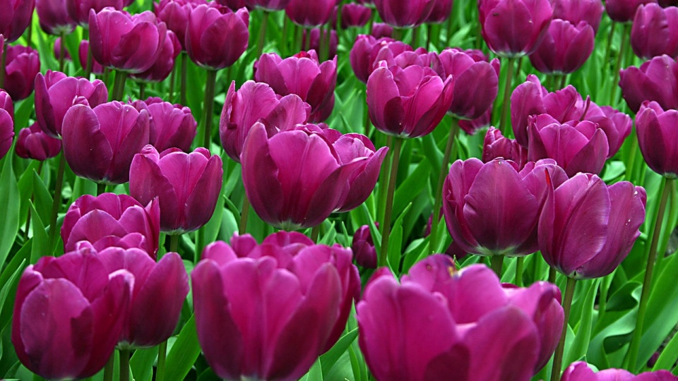 Tulipany. Fot. www.wikipedia.org / cohesion