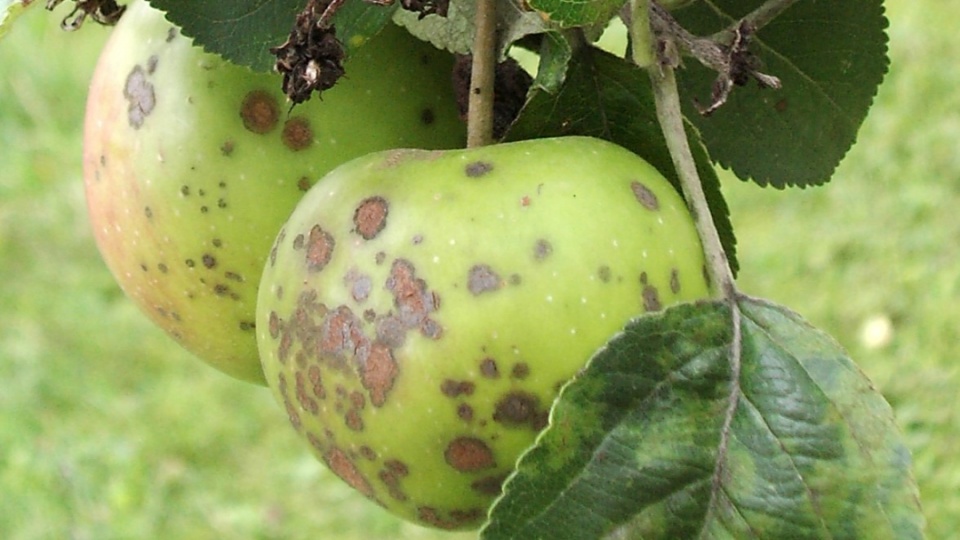 Objawy porażenia parchem na liściach i owocach jabłoni. Fot. www.wikipedia.org / Jan Homann