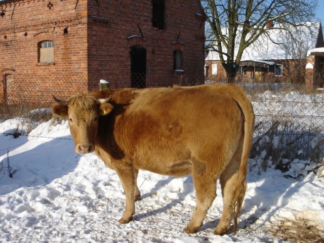 Na szczecinskiej ziemi - fot. Zdzislaw Tararako 06.JPG 